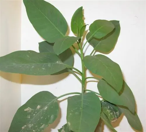 Листья Nicotiana glauca