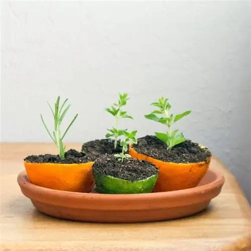 Изображение - Growlandia.com Изображение - Growlandia.com