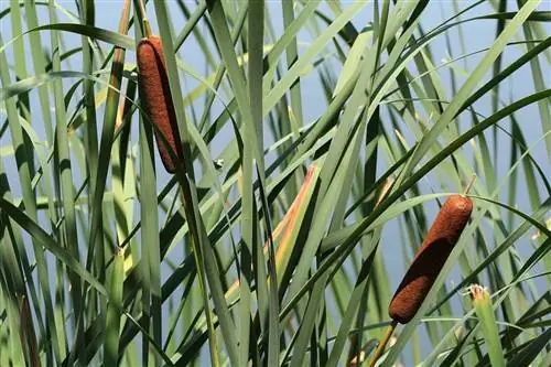 typha_latifolia_plant typha_latifolia_plant