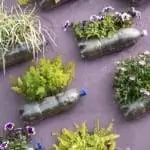 огород из пластиковых бутылок огород из пластиковых бутылок