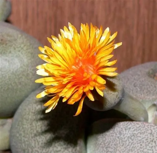 Цветок Pleiospilos nelii
