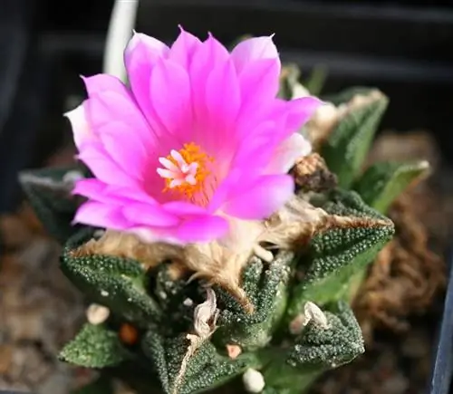 A. fissuratus подвид. хинтонии