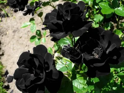 Изображение - Dailysabah.com