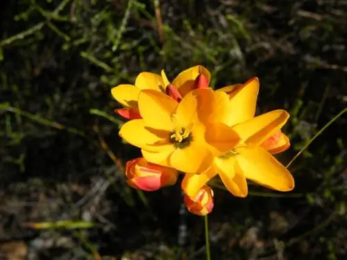 ixia_dubia
