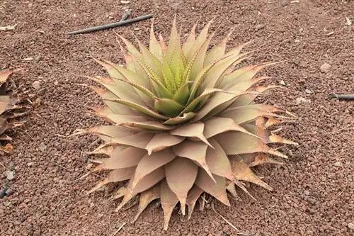 aloe_broomii