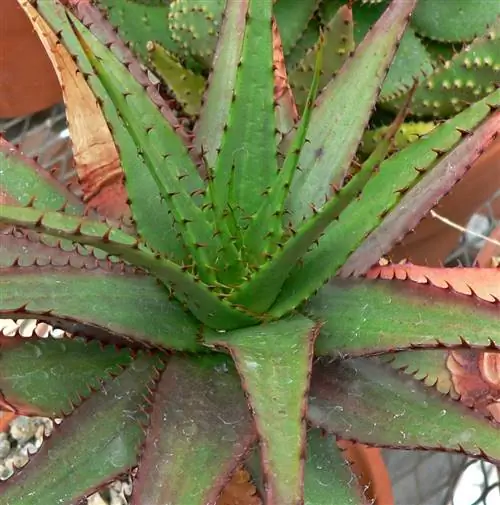 Aloe broomii вар. таркаенсис