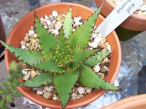 aloe_broomii