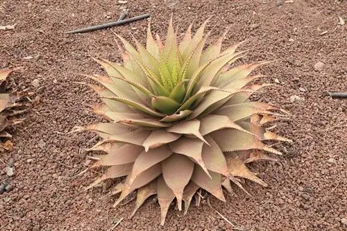 Познакомьтесь с Aloe broomii, уникальным суккулентом