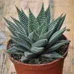 Haworthia limifolia striata 'Spider White'