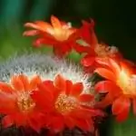 Кактус Rebutia senilis в цветке
