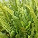 папоротник Nephrolepsis ex altata