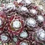 Sempervivum arachnoideum 'Standfieldii'
