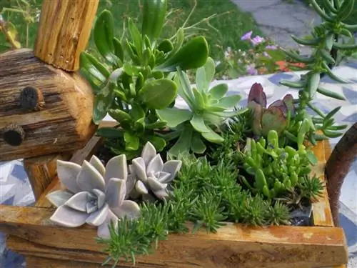 Изображение - Cactus17.centerblog.net