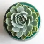 Выращивайте Echeveria derenbergensis в горшке
