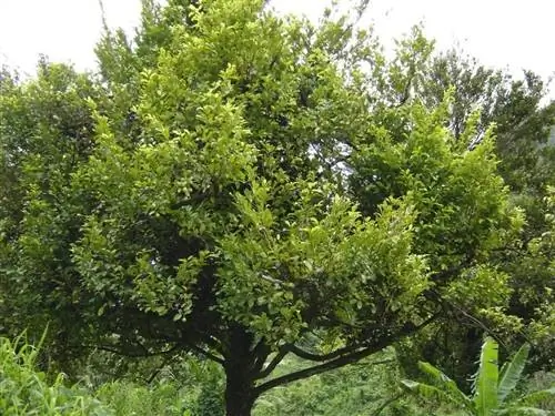 Изображение - Treepicturesonline.com