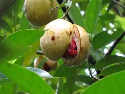 myristica_fragrans