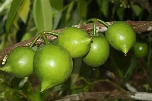casimiroa_edulis_frutos