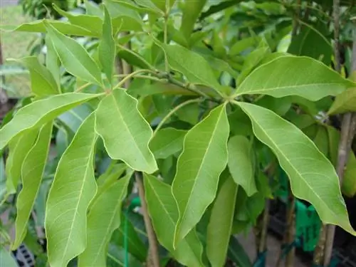 casimiroa_edulis