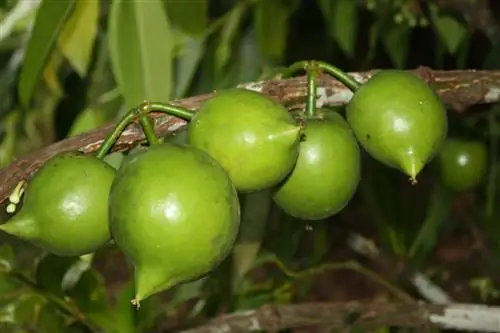 Уход за Cipote или Casimiroa edulis