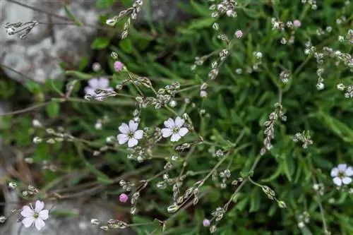 gypsophila_repens_plant gypsophila_repens_plant