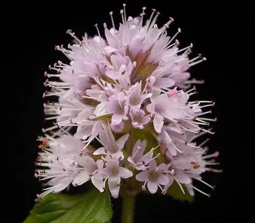 Mentha aquatica, идеальное растение для украшения прудов
