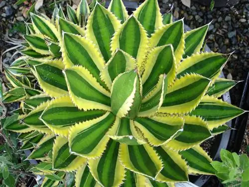 Уход за Agave lophantha или Agave lechuguilla