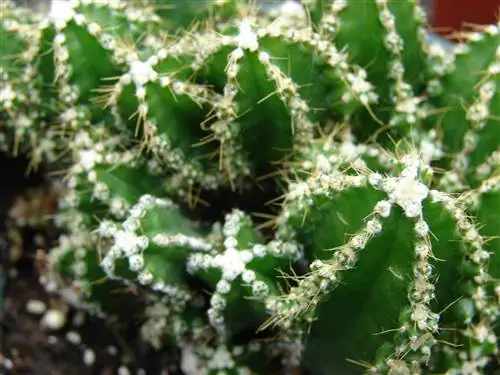 Как вы ухаживаете за компьютером Cactus?
