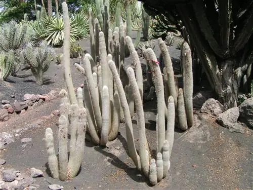 Cleistocactus strausii или Silver Torch, эффектный кактус