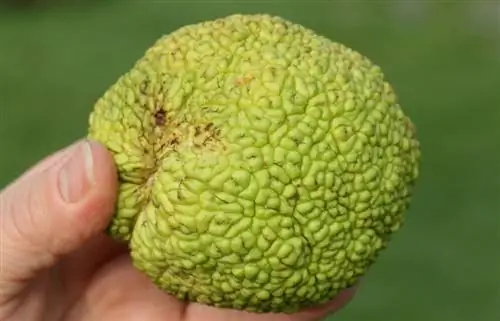 маклюра помифера