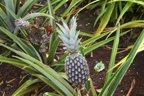 Ананас comosus