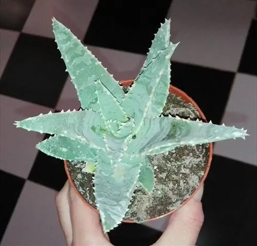 Познакомьтесь с Aloe pillansii, необычным растением