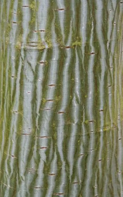 Деталь ствола Acer davidii