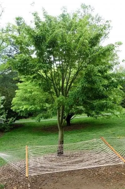 Молодой экземпляр Acer davidii