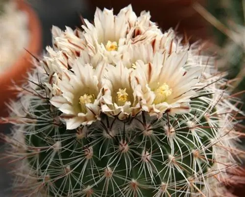 Echinofossulocactus lloydii
