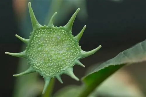 Цветок дорстении зловещей