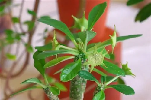 Образец Dorstenia foetida