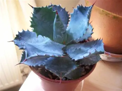 Агава картофельная молодая