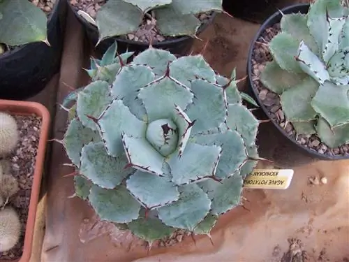 Агава картофельная