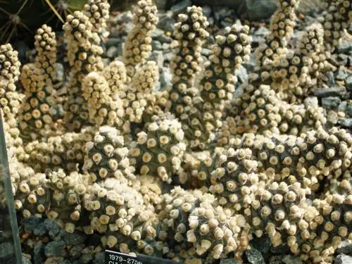 Тефрокактус молиненсис