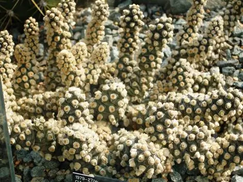 Тефрокактус, уникальный коллекционный кактус