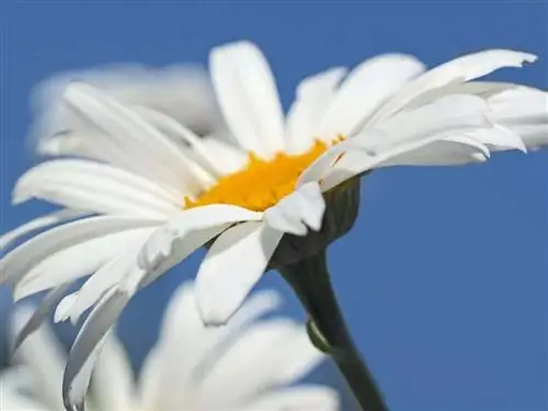 цветок ромашка