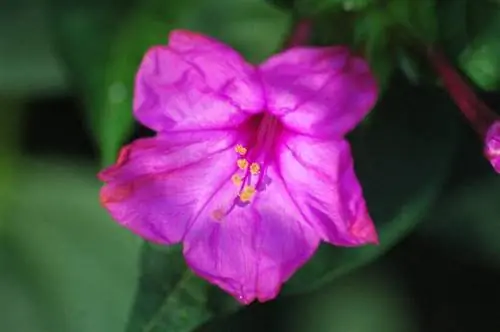 6 распространенных названий цветов, которые вы должны запомнить