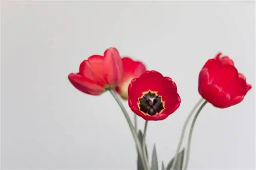 ваза с красными тюльпанами