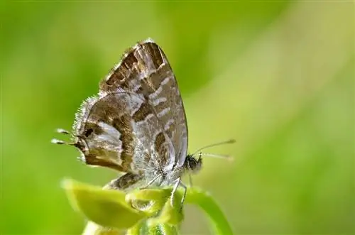 Cacyreus marshalli взрослая стадия