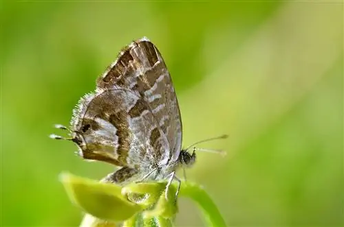 Как избавиться от гераниевого червя