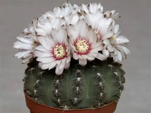 Гимнокалициум quehlianum