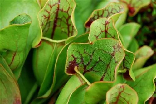 сарраценения пурпурная