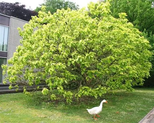 Катальпа красная 'Пудровая'