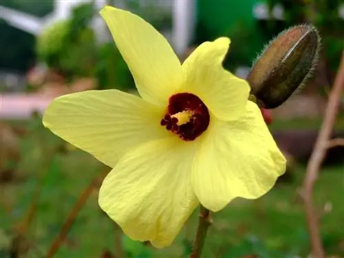 цветок бамии