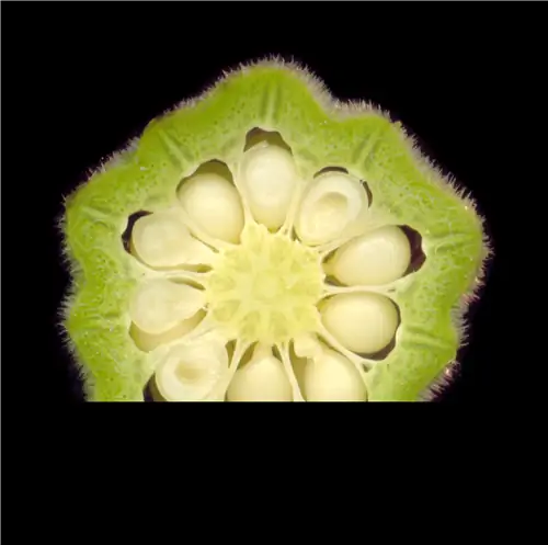 Зачем и как выращивать бамию?